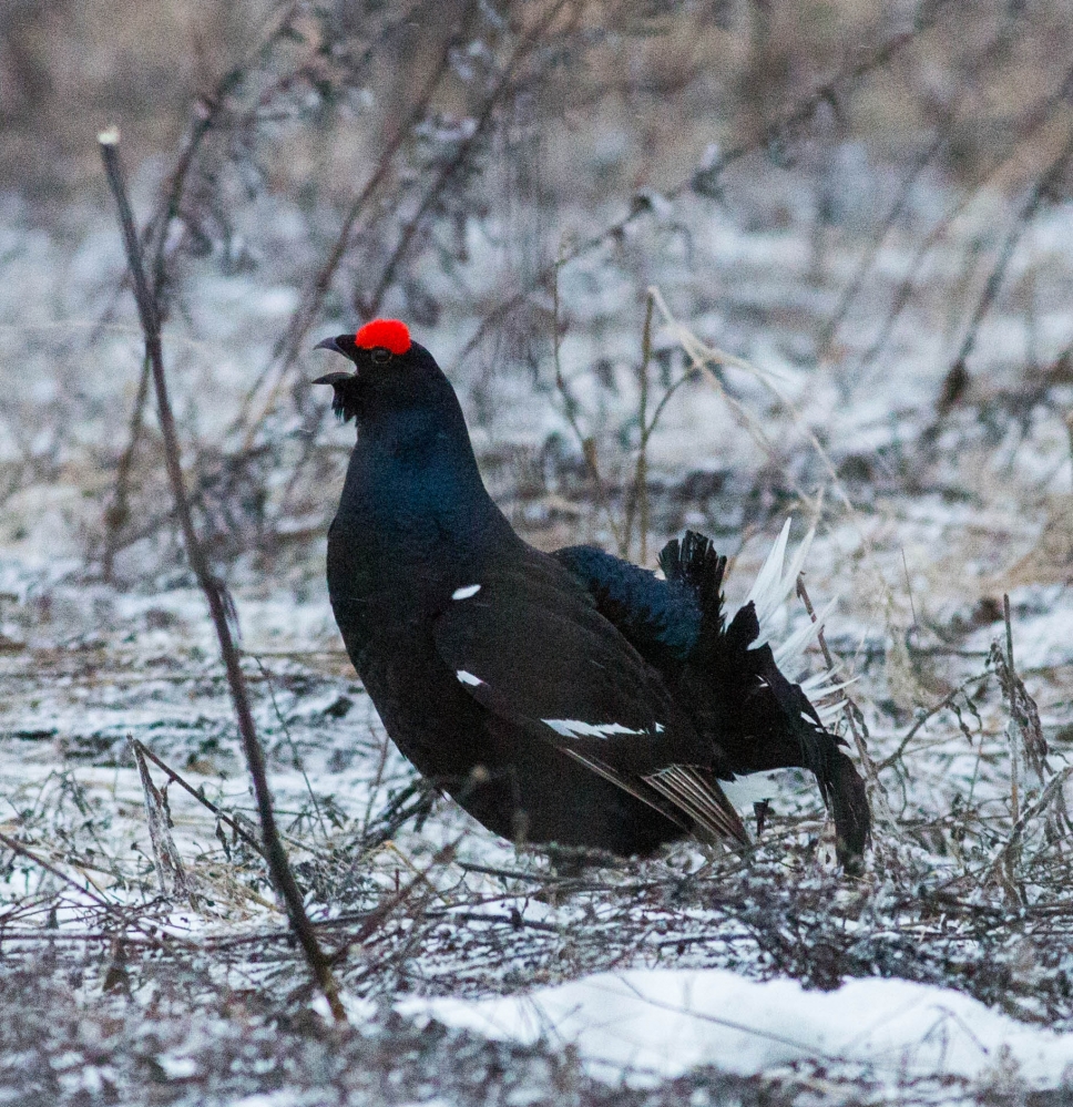 Звери и птицы
