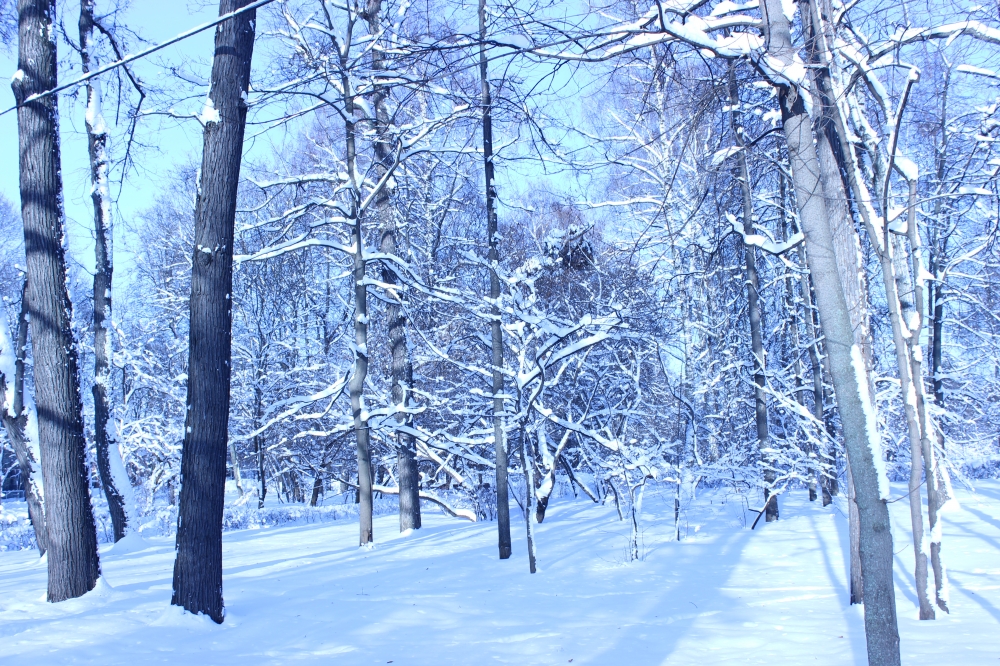 зима в лесу